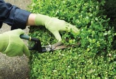 Dịch vụ cắt tỉa cây xanh, cắt cỏ